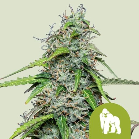 Royal Gorilla Auto semi cannabis Royal Queen Seeds
