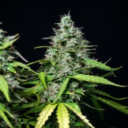 Royal Gorilla Auto semi cannabis Royal Queen Seeds
