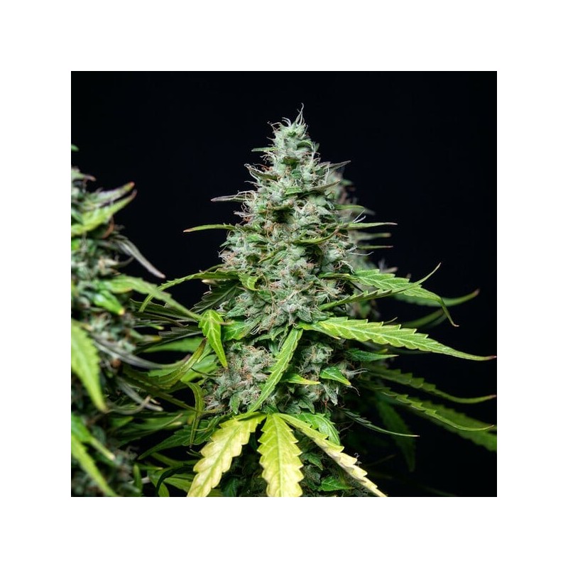 Royal Gorilla Auto semi cannabis Royal Queen Seeds