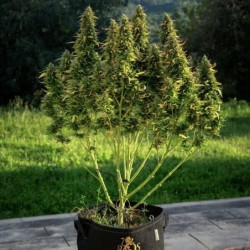 Royal Gorilla Auto semi cannabis Royal Queen Seeds