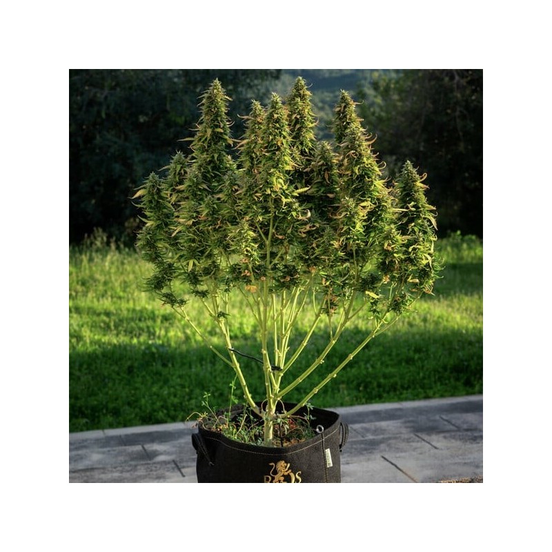 Royal Gorilla Auto semi cannabis Royal Queen Seeds
