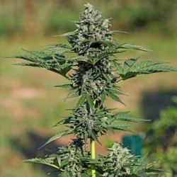 Royal Gorilla Auto semi cannabis Royal Queen Seeds