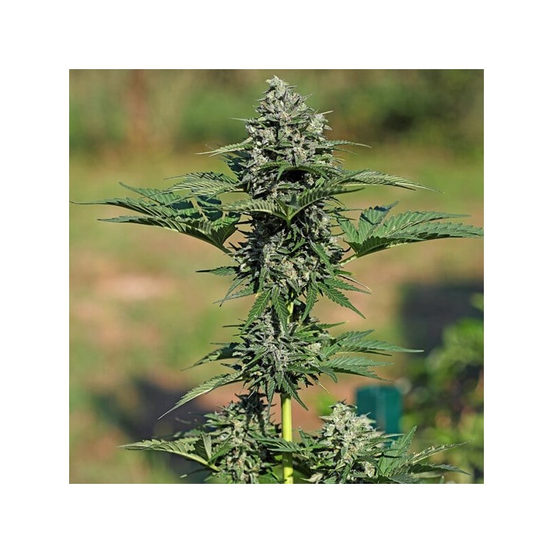 Royal Gorilla Auto semi cannabis Royal Queen Seeds