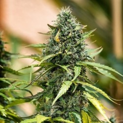 Royal Gorilla Auto semi cannabis Royal Queen Seeds