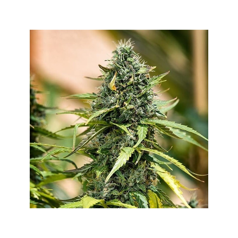 Royal Gorilla Auto semi cannabis Royal Queen Seeds