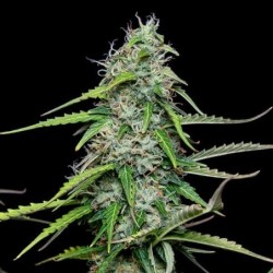 Royal Gorilla Auto semi cannabis Royal Queen Seeds