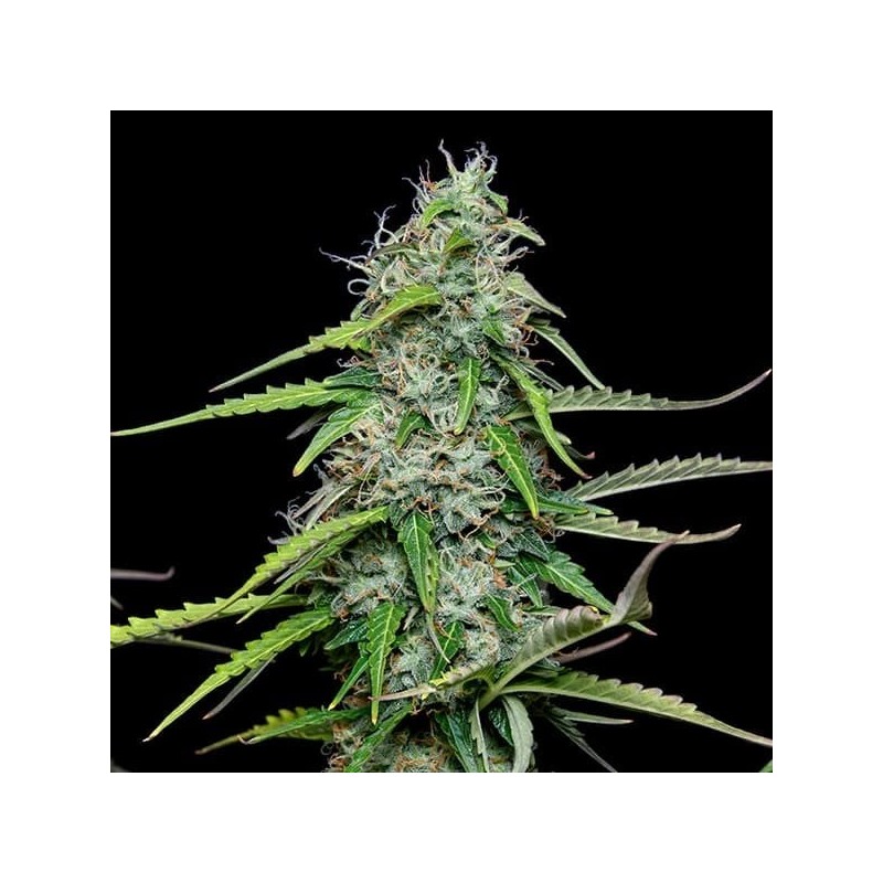 Royal Gorilla Auto semi cannabis Royal Queen Seeds