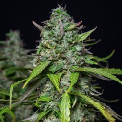 Royal Gorilla Auto semi cannabis Royal Queen Seeds