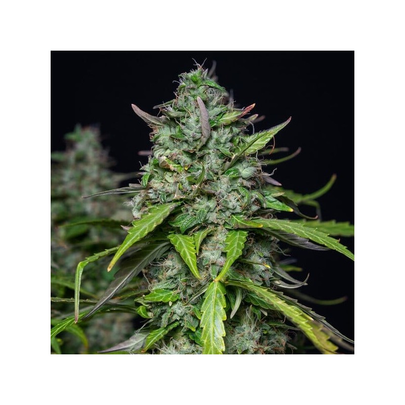 Royal Gorilla Auto semi cannabis Royal Queen Seeds