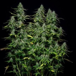 Royal Gorilla Auto semi cannabis Royal Queen Seeds