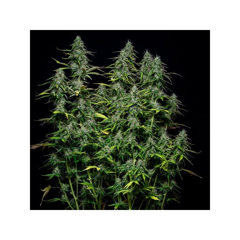 Royal Gorilla Auto semi cannabis Royal Queen Seeds