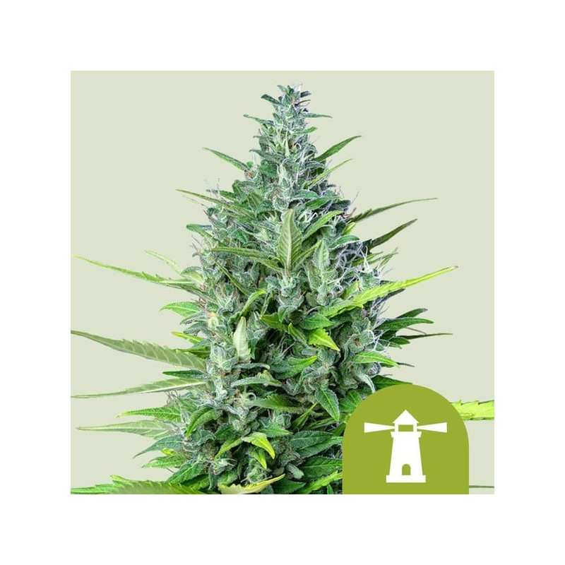 Royal Haze Auto semi cannabis Royal Queen Seeds