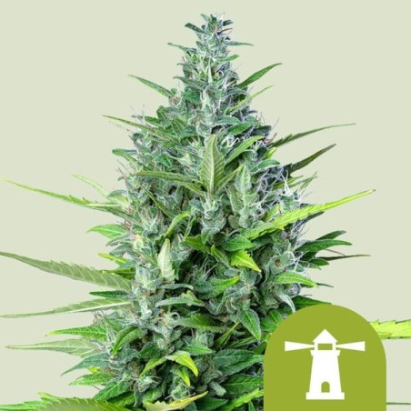 Royal Haze Auto semi cannabis Royal Queen Seeds