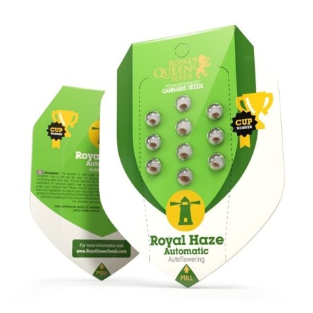Royal Haze Auto semi cannabis Royal Queen Seeds
