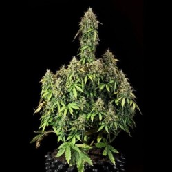 Royal Haze Auto semi cannabis Royal Queen Seeds