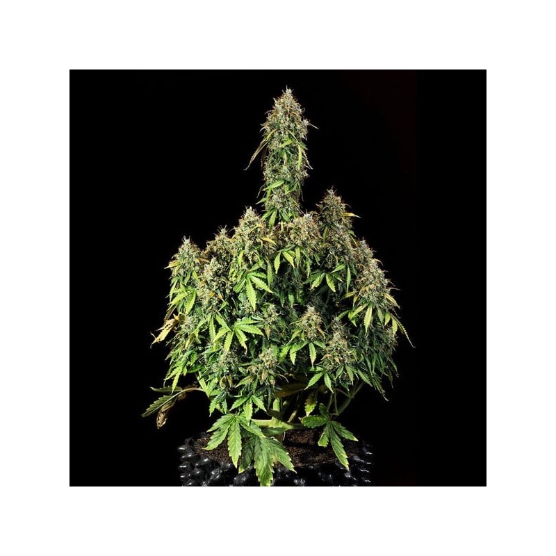 Royal Haze Auto semi cannabis Royal Queen Seeds