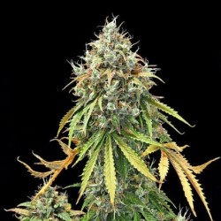 Royal Haze Auto semi cannabis Royal Queen Seeds