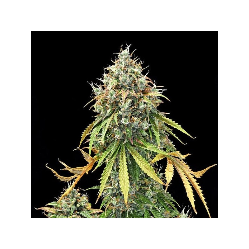 Royal Haze Auto semi cannabis Royal Queen Seeds