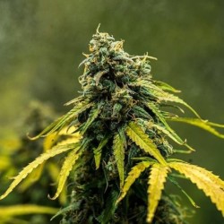Royal Haze Auto semi cannabis Royal Queen Seeds