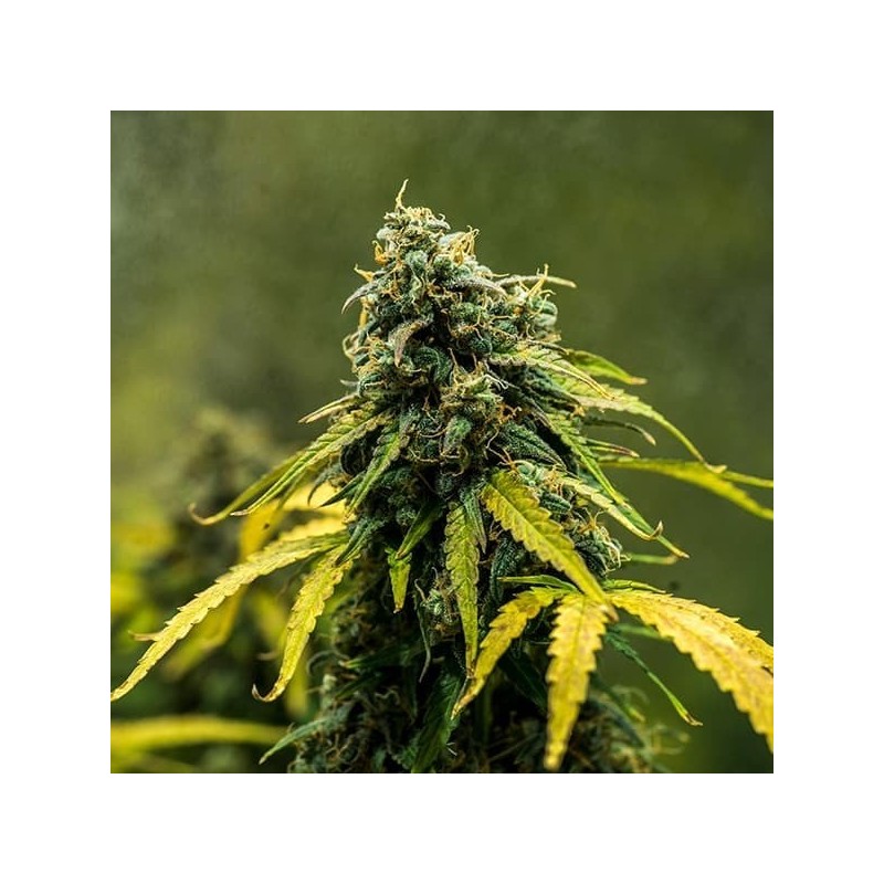 Royal Haze Auto semi cannabis Royal Queen Seeds