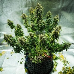 Royal Haze Auto semi cannabis Royal Queen Seeds