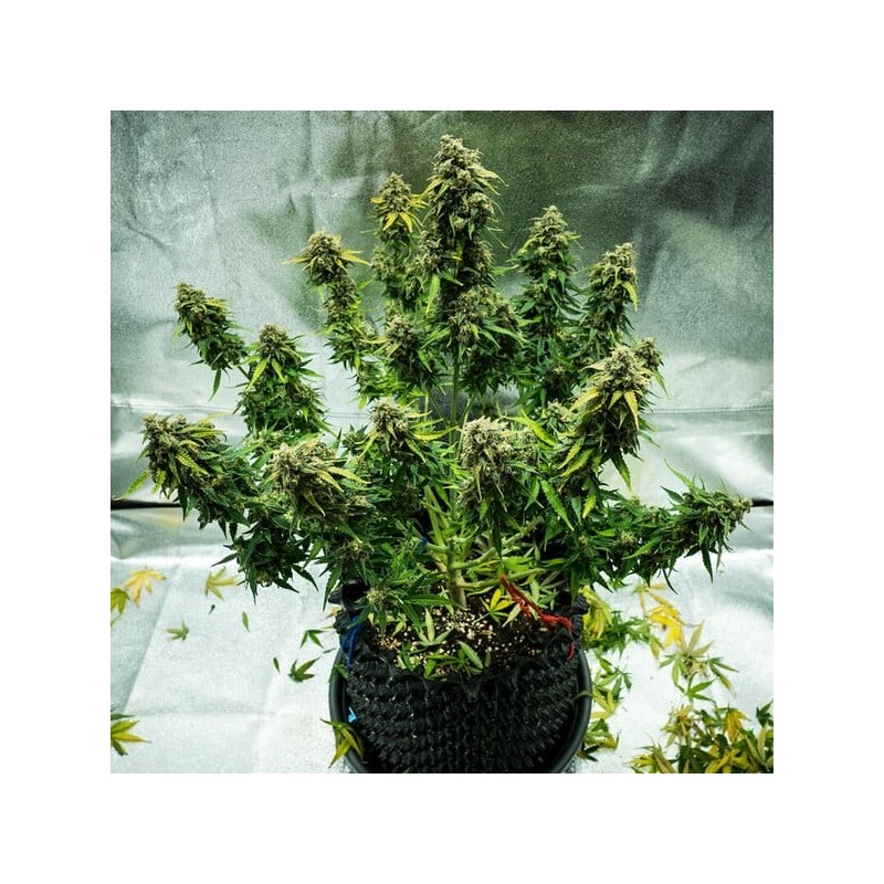 Royal Haze Auto semi cannabis Royal Queen Seeds