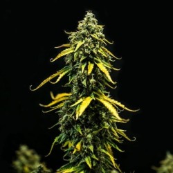 Royal Haze Auto semi cannabis Royal Queen Seeds