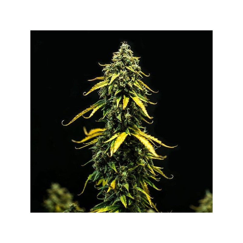 Royal Haze Auto semi cannabis Royal Queen Seeds