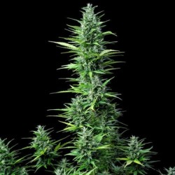 Royal Haze Auto semi cannabis Royal Queen Seeds