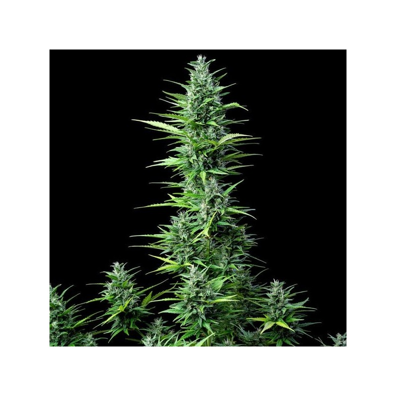 Royal Haze Auto semi cannabis Royal Queen Seeds