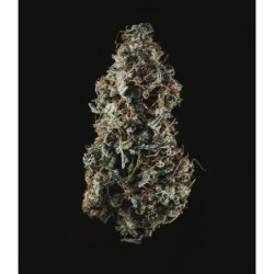 Royal Haze Auto semi cannabis Royal Queen Seeds