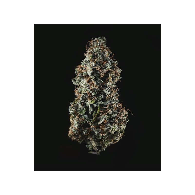 Royal Haze Auto semi cannabis Royal Queen Seeds