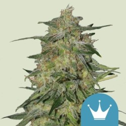 Royal Highness CBD semi cannabis Royal Queen Seeds