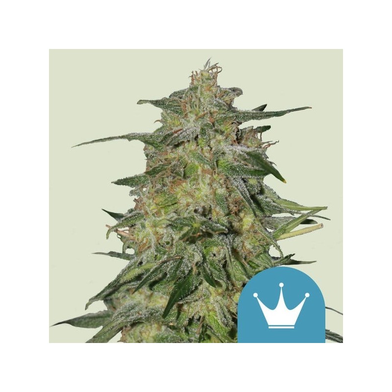 Royal Highness CBD semi cannabis Royal Queen Seeds