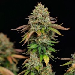 Royal Highness CBD semi cannabis Royal Queen Seeds