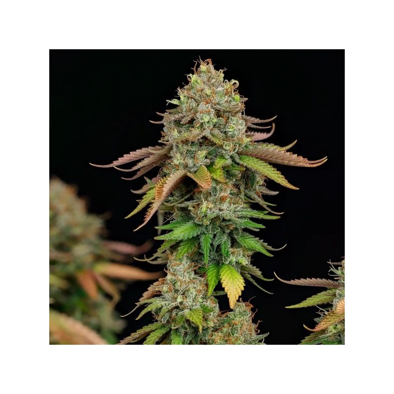 Royal Highness CBD semi cannabis Royal Queen Seeds