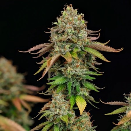 Royal Highness CBD semi cannabis Royal Queen Seeds