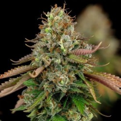 Royal Highness CBD semi cannabis Royal Queen Seeds