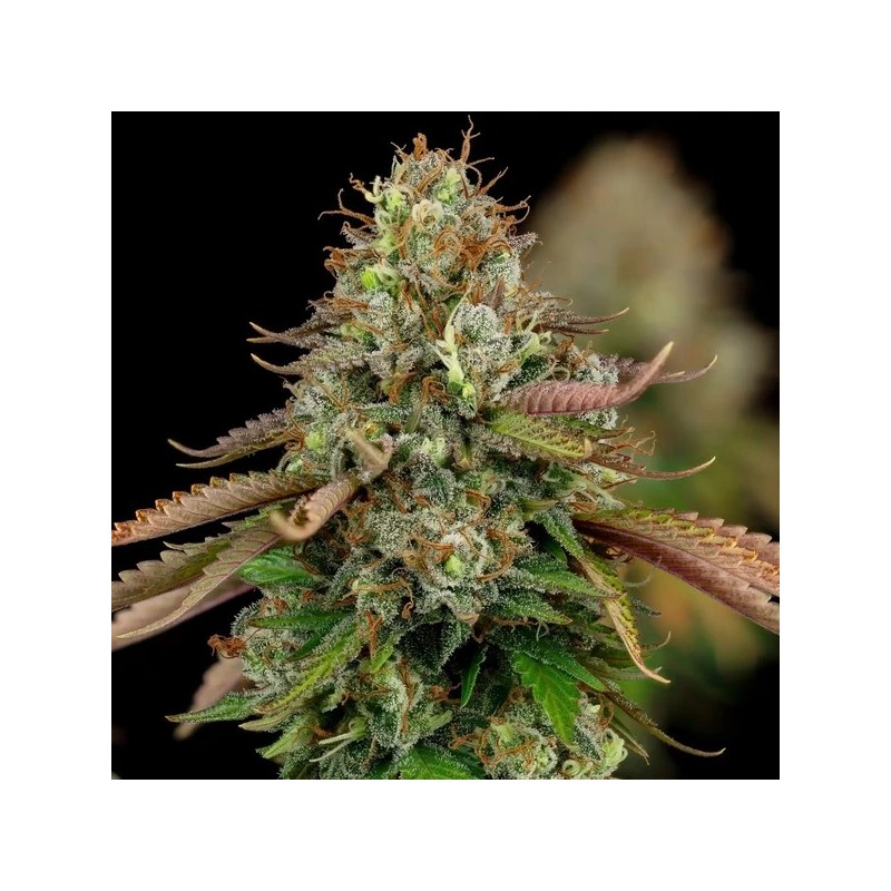 Royal Highness CBD semi cannabis Royal Queen Seeds