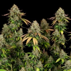 Royal Highness CBD semi cannabis Royal Queen Seeds
