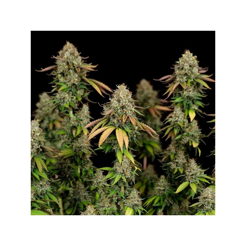 Royal Highness CBD semi cannabis Royal Queen Seeds