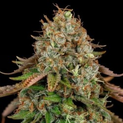Royal Highness CBD semi cannabis Royal Queen Seeds