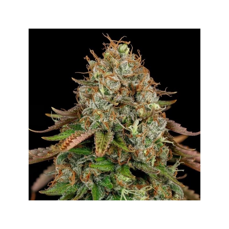 Royal Highness CBD semi cannabis Royal Queen Seeds