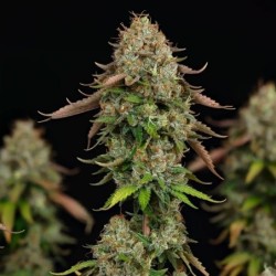 Royal Highness CBD semi cannabis Royal Queen Seeds