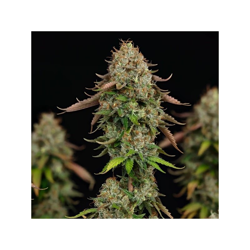 Royal Highness CBD semi cannabis Royal Queen Seeds