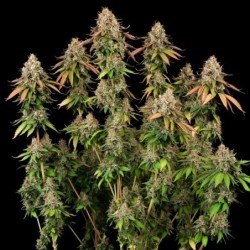 Royal Highness CBD semi cannabis Royal Queen Seeds