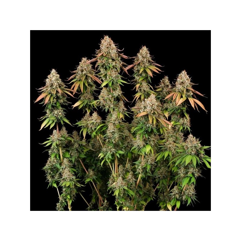 Royal Highness CBD semi cannabis Royal Queen Seeds