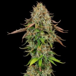 Royal Highness CBD semi cannabis Royal Queen Seeds