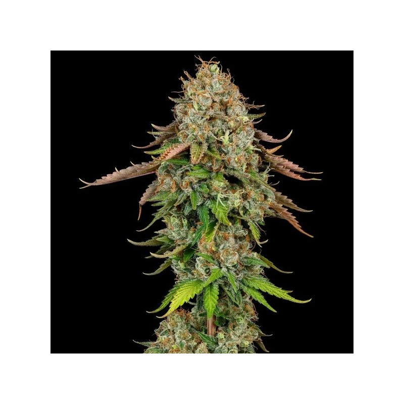 Royal Highness CBD semi cannabis Royal Queen Seeds