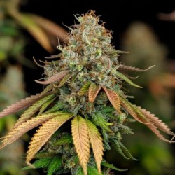Royal Highness CBD semi cannabis Royal Queen Seeds